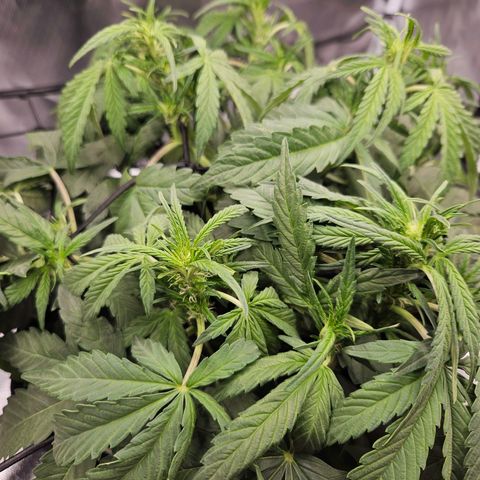 Forum Stomper x Sour Crack growlog timeline photo