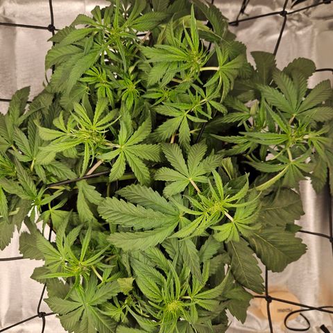 Forum Stomper x Sour Crack growlog timeline photo