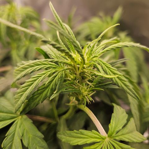 Forum Stomper x Sour Crack growlog timeline photo