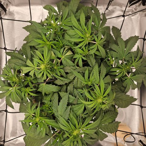 Forum Stomper x Sour Crack growlog timeline photo