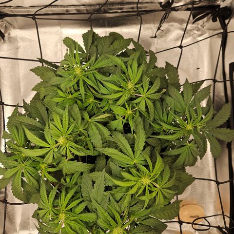 Forum Stomper x Sour Crack growlog timeline photo
