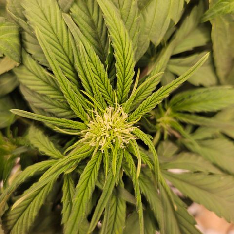 Forum Stomper x Sour Crack growlog timeline photo