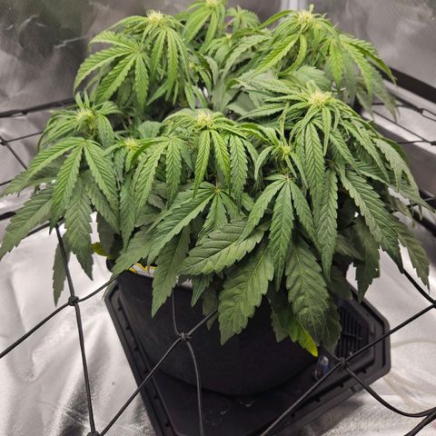Forum Stomper x Sour Crack growlog timeline photo