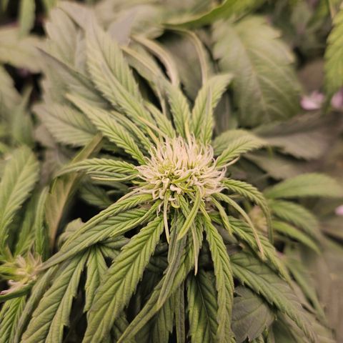 Forum Stomper x Sour Crack growlog timeline photo