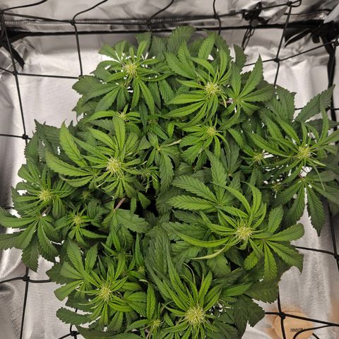 Forum Stomper x Sour Crack growlog timeline photo