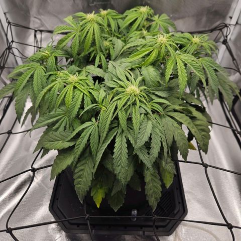 Forum Stomper x Sour Crack growlog timeline photo
