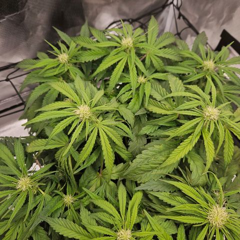 Forum Stomper x Sour Crack growlog timeline photo