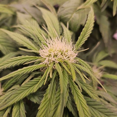 Forum Stomper x Sour Crack growlog timeline photo
