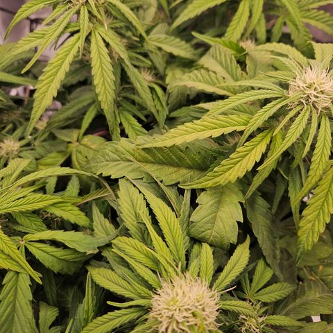 Forum Stomper x Sour Crack growlog timeline photo