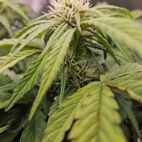 Forum Stomper x Sour Crack growlog timeline photo