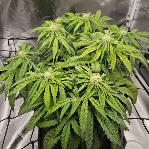 Forum Stomper x Sour Crack growlog timeline photo
