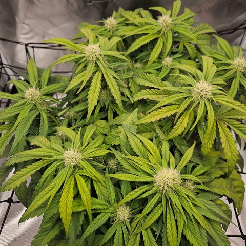 Forum Stomper x Sour Crack growlog timeline photo