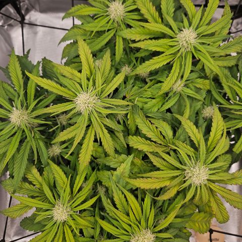 Forum Stomper x Sour Crack growlog timeline photo