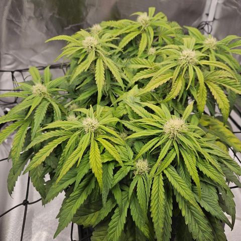 Forum Stomper x Sour Crack growlog timeline photo