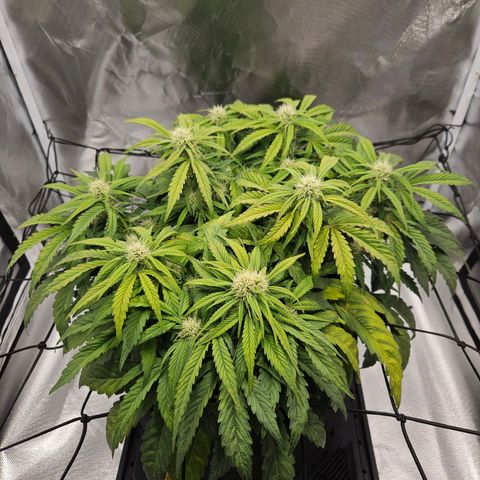 Forum Stomper x Sour Crack growlog timeline photo