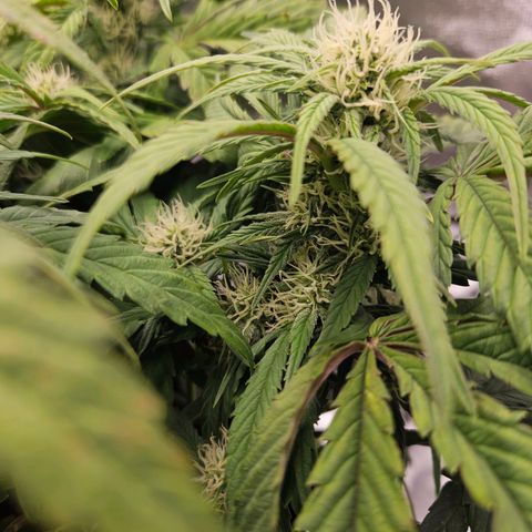 Forum Stomper x Sour Crack growlog timeline photo