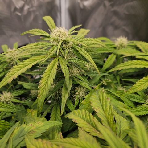 Forum Stomper x Sour Crack growlog timeline photo