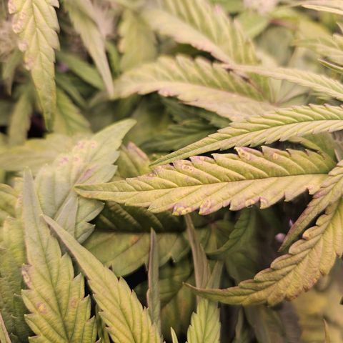 Forum Stomper x Sour Crack growlog timeline photo