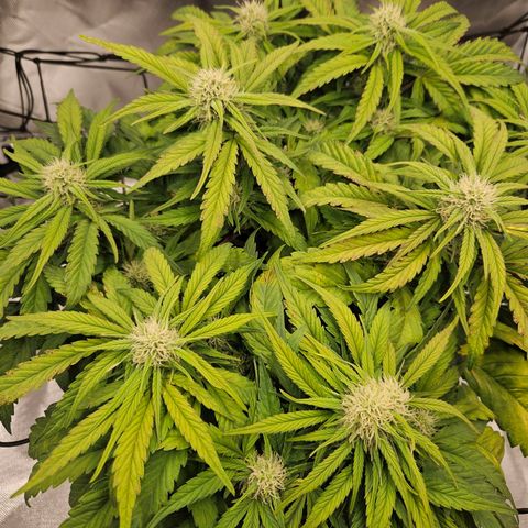 Forum Stomper x Sour Crack growlog timeline photo