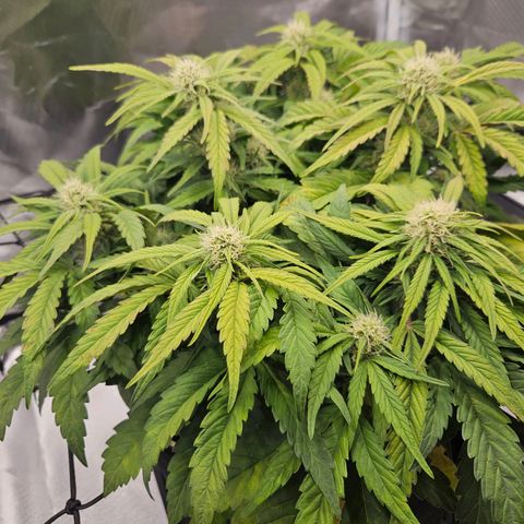 Forum Stomper x Sour Crack growlog timeline photo