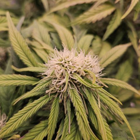 Forum Stomper x Sour Crack growlog timeline photo