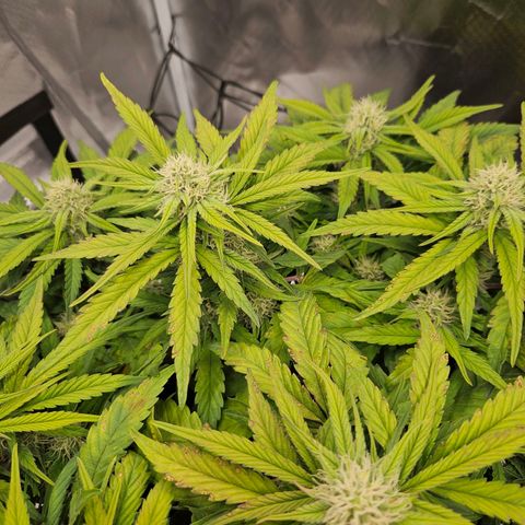 Forum Stomper x Sour Crack growlog timeline photo