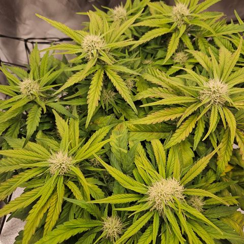Forum Stomper x Sour Crack growlog timeline photo