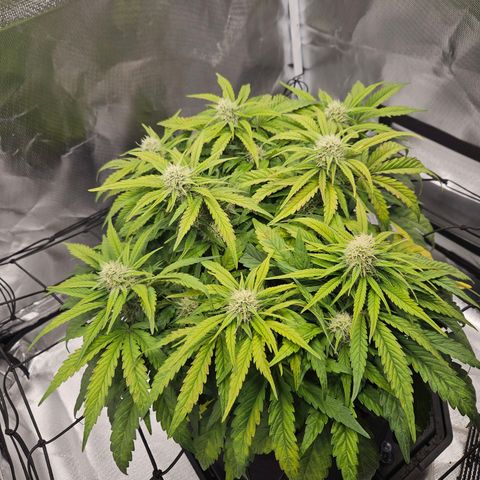 Forum Stomper x Sour Crack growlog timeline photo