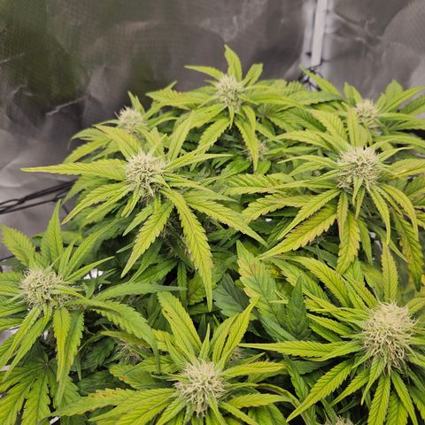 Forum Stomper x Sour Crack growlog timeline photo
