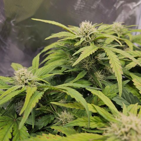 Forum Stomper x Sour Crack growlog timeline photo
