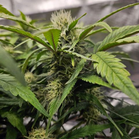 Forum Stomper x Sour Crack growlog timeline photo