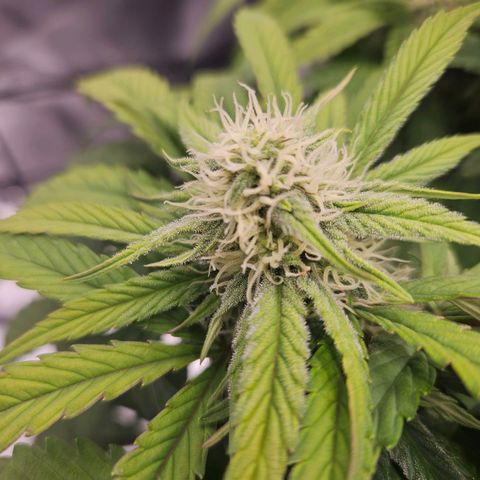 Forum Stomper x Sour Crack growlog timeline photo
