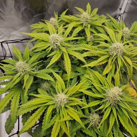 Forum Stomper x Sour Crack growlog timeline photo