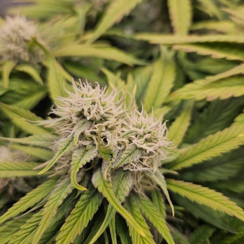Forum Stomper x Sour Crack growlog timeline photo