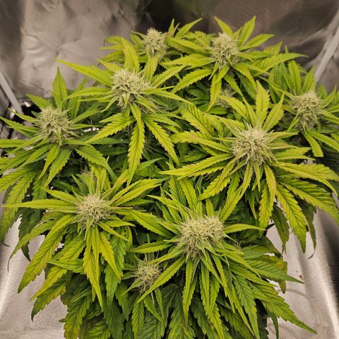 Forum Stomper x Sour Crack growlog timeline photo
