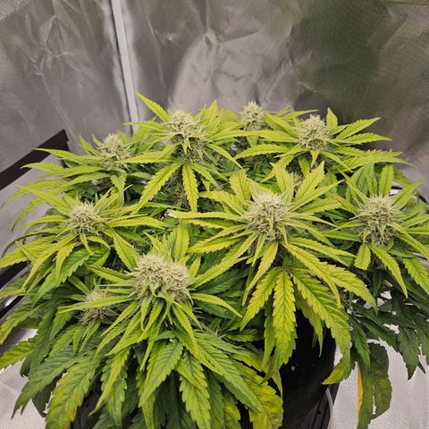 Forum Stomper x Sour Crack growlog timeline photo