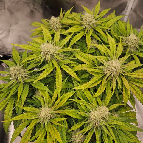 Forum Stomper x Sour Crack growlog timeline photo