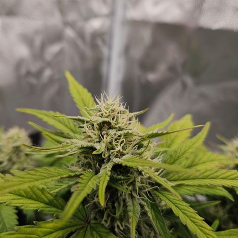 Forum Stomper x Sour Crack growlog timeline photo