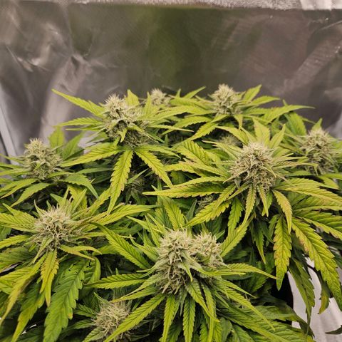 Forum Stomper x Sour Crack growlog timeline photo