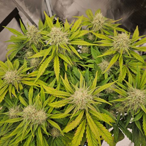 Forum Stomper x Sour Crack growlog photo: Nach einer leichten defoliation