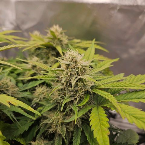 Forum Stomper x Sour Crack growlog timeline photo