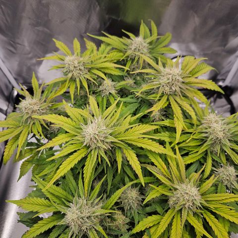 Forum Stomper x Sour Crack growlog timeline photo
