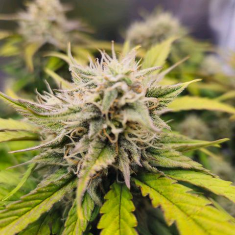 Forum Stomper x Sour Crack growlog timeline photo