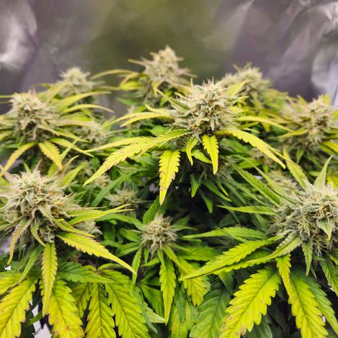 Forum Stomper x Sour Crack growlog timeline photo