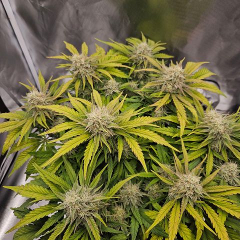 Forum Stomper x Sour Crack growlog timeline photo