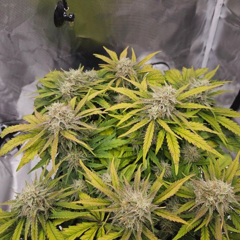 Forum Stomper x Sour Crack growlog timeline photo