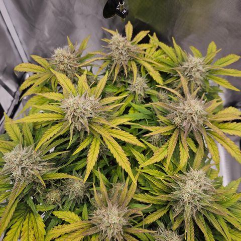 Forum Stomper x Sour Crack growlog timeline photo