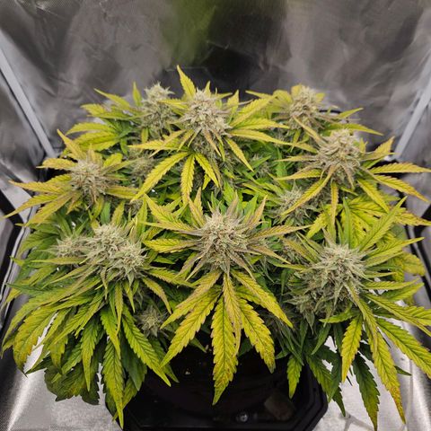 Forum Stomper x Sour Crack growlog timeline photo