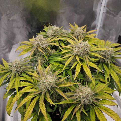 Forum Stomper x Sour Crack growlog timeline photo