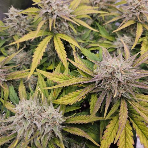 Forum Stomper x Sour Crack growlog timeline photo